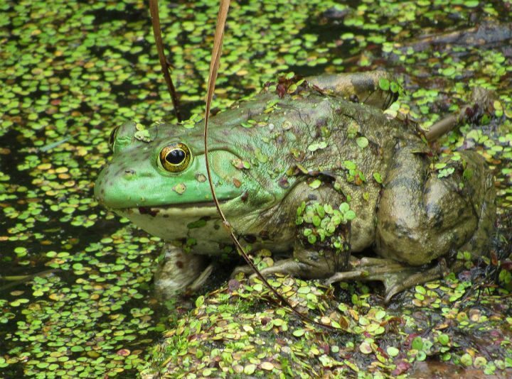 American Bullfrog